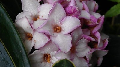 Daphne odora Thurrb fresh flower in front of the door Daphne odora Thurrb fresh flower in front of the door